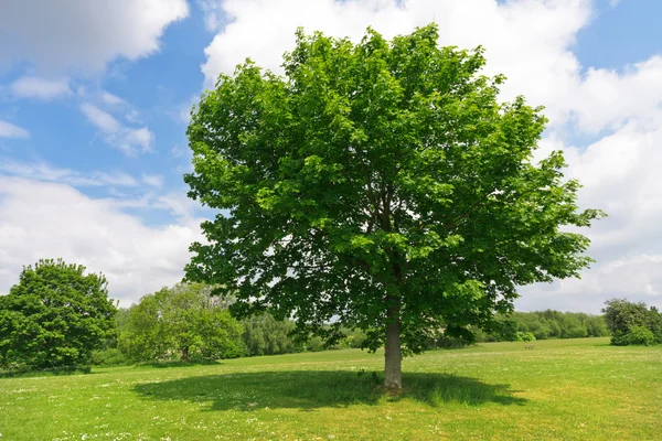 Yeşil Park ağaç