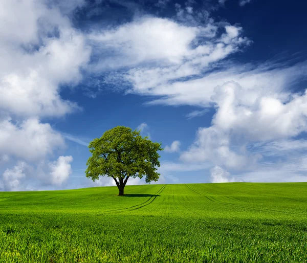 曇りの日の樫の木 — ストック写真