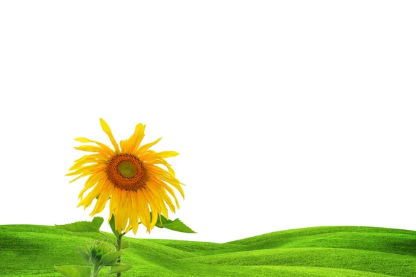 Slunečnice a zelená pole — Stock fotografie