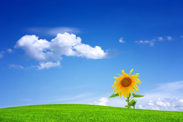 Słonecznik przeciwko błękitnemu niebu — Zdjęcie stockowe
