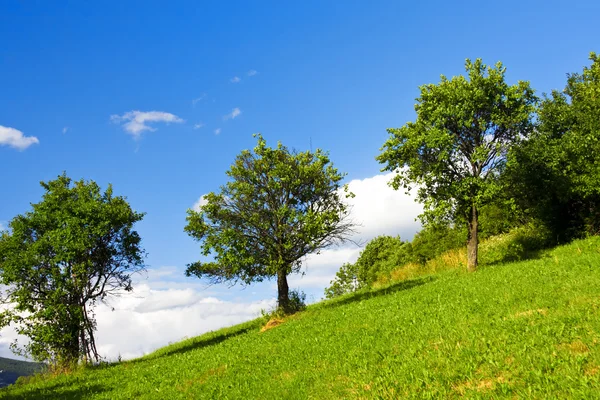 Tree in the mountain — Stock Photo, Image