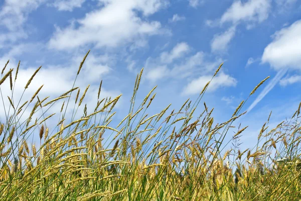 푸른 하늘에 옥수수 — 스톡 사진