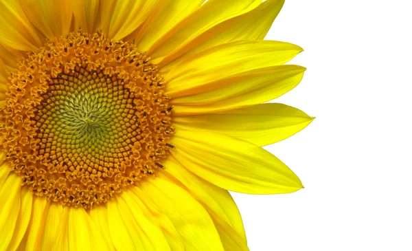 Izole sarı ayçiçeği — Stok fotoğraf