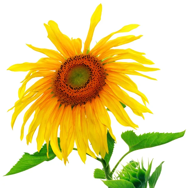 Sonnenblume auf Weiß — Stockfoto