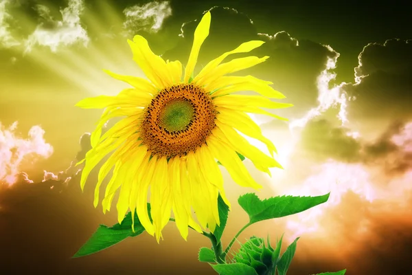 Sunflower on sunset background — Stock Photo, Image