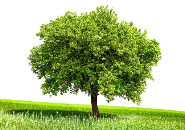 Απομονωμένες πράσινο δέντρο — Φωτογραφία Αρχείου