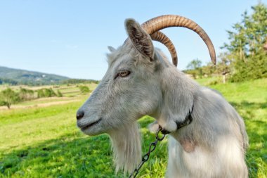 Goat on the meadow clipart