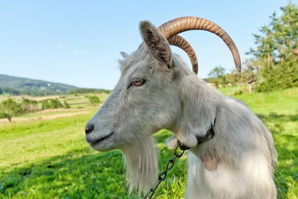 Çayırdaki keçi — Stok fotoğraf