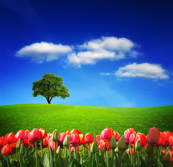 Våren landskap — Stockfoto