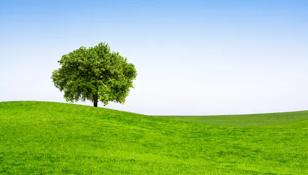 Дерево и зеленое поле — стоковое фото