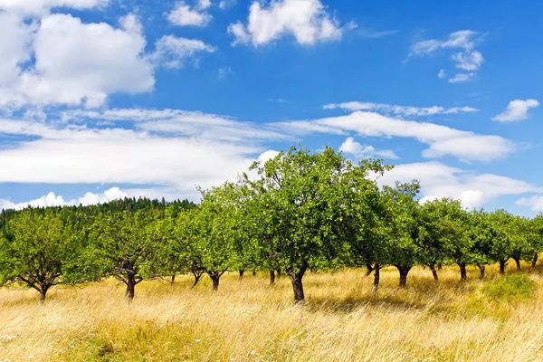 Appelboomgaard op blauwe hemel — Stockfoto