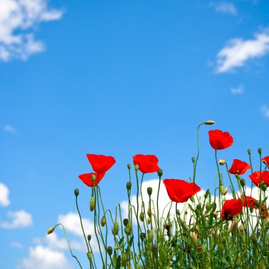 Red poppies clipart