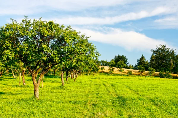 Country green landscape — Stock Photo, Image