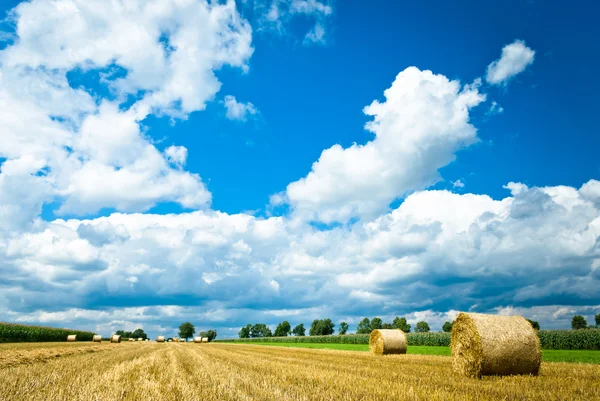 stock image Straw bales