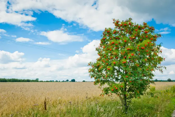 stock image Tree