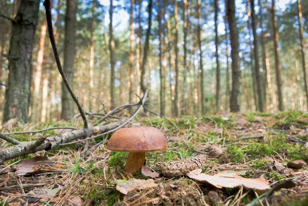 stock image Mushroom