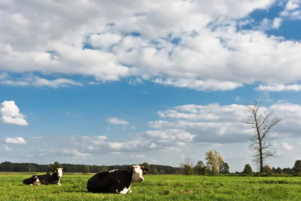 Vaca serie animal —  Fotos de Stock