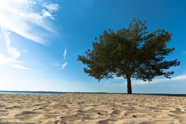 stock image Tree