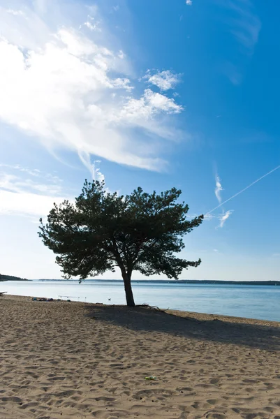 Stock image Tree