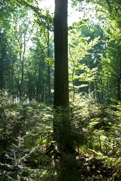 在森林里的树 — 图库照片