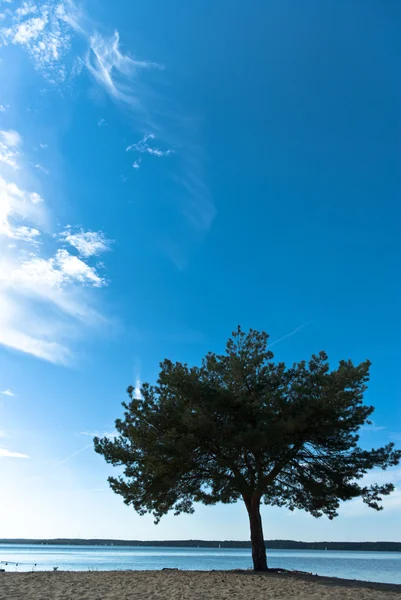 stock image Tree