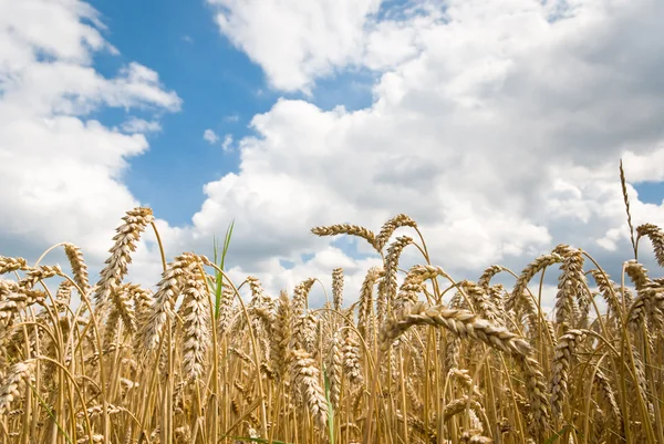 stock image Wheat