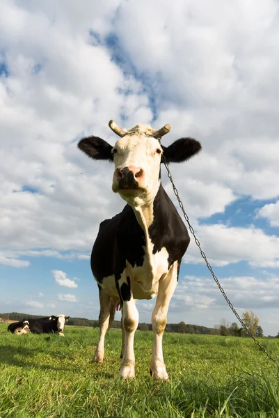 Vaca serie animal — Foto de Stock