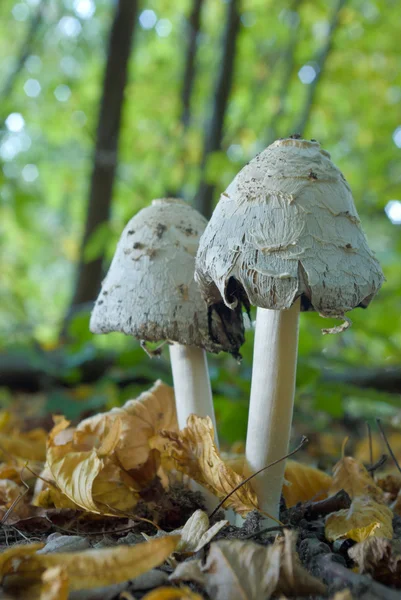 stock image Mushroom