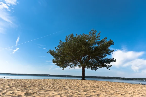 stock image Tree