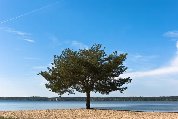 stock image Tree