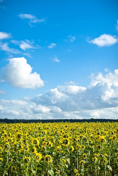 stock image Agricultural field