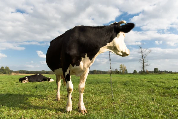 Серия коров — стоковое фото