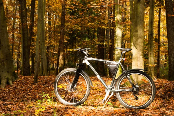 stock image Bike