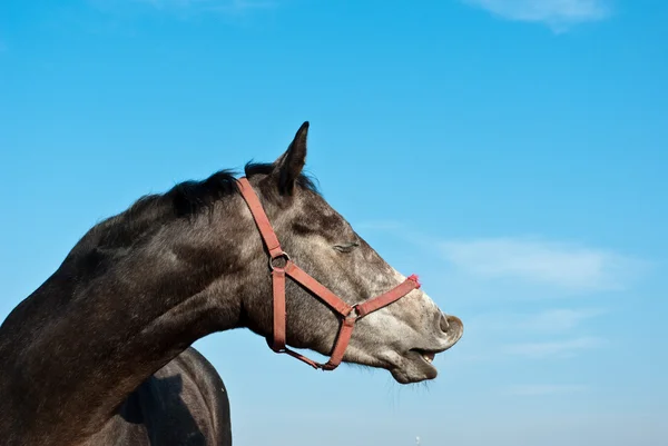 Paard — Stockfoto