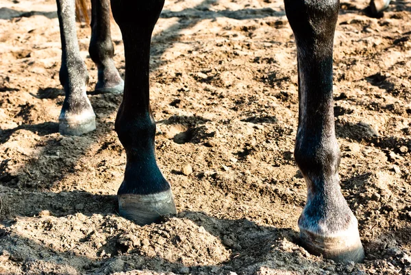 Stock image Horse