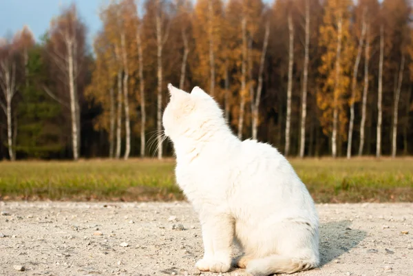 Kot, zwierzę serii — Zdjęcie stockowe
