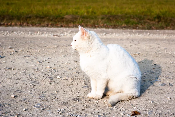 Gato, série animal — Fotografia de Stock
