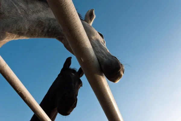 stock image Horse