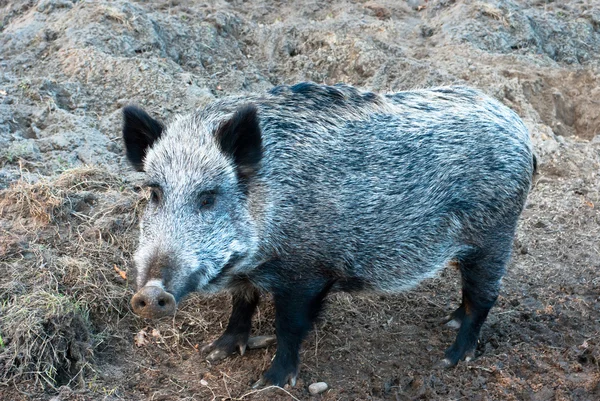 Cerdo salvaje — Foto de Stock