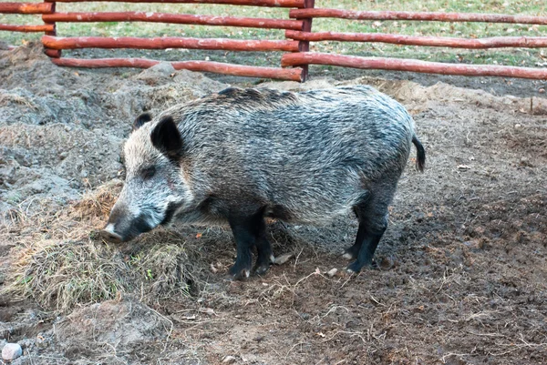 Dzika świnia — Zdjęcie stockowe