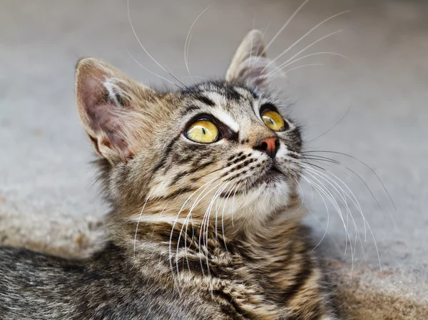 Närbild av en tabby katt porträtt — Stockfoto
