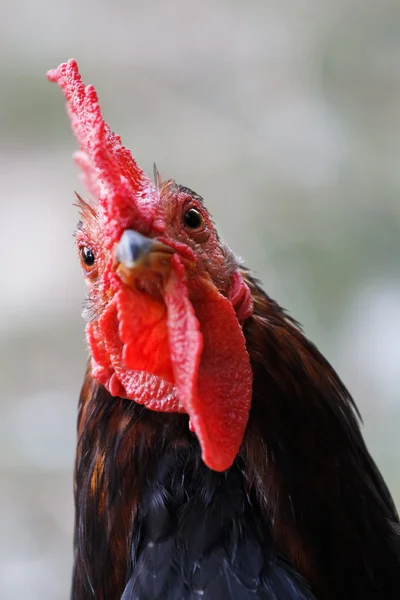 Un retrato de gallo de cerca Imagen De Stock