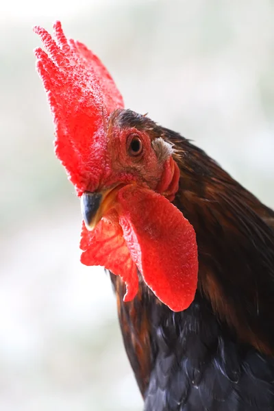 Un retrato de gallo de cerca Imágenes De Stock Sin Royalties Gratis