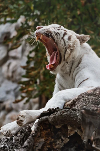 Beyaz Kaplan kükreyen — Stok fotoğraf
