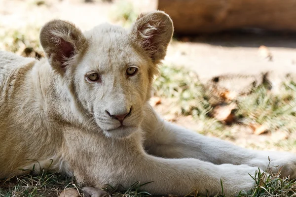 Witte leeuw baby — Stockfoto