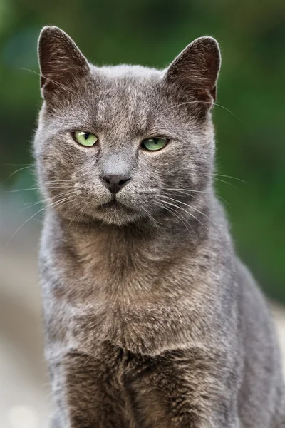 Katt porträtt Royaltyfria Stockfoton