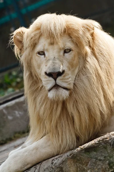 Portrait de lion Photo De Stock
