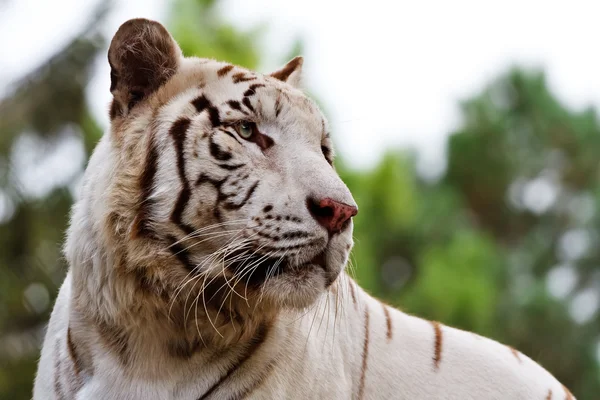 Tigre blanc Images De Stock Libres De Droits