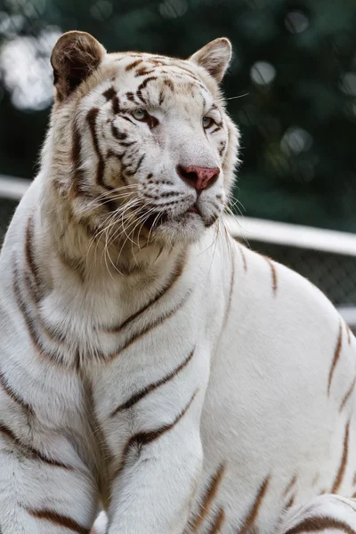 Білий тигр Ліцензійні Стокові Фото