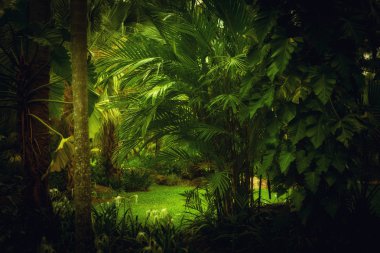 Junglejungle